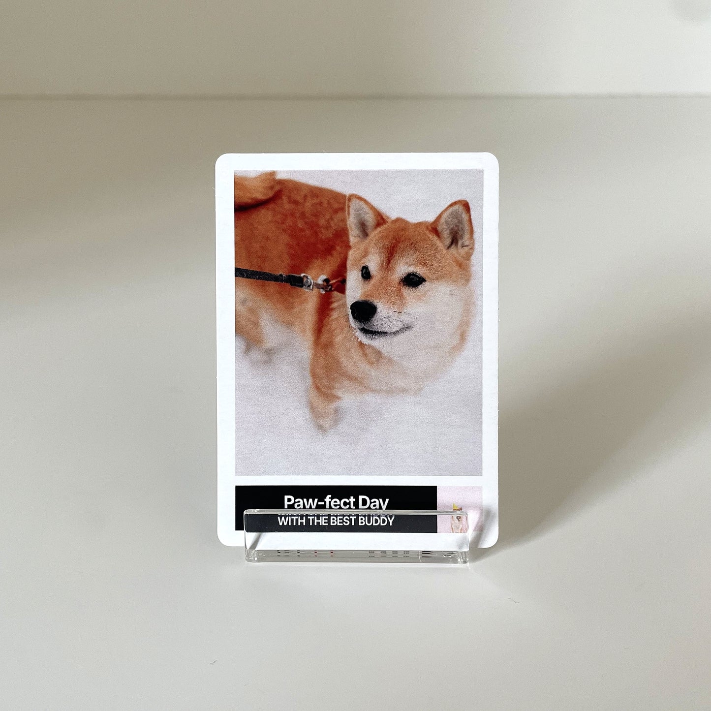 "Classic" - For Pet Lover photo 1 #fp:0d49b37ec98dd5e2 #kind:real #var:SPORTS-001-front-dog
